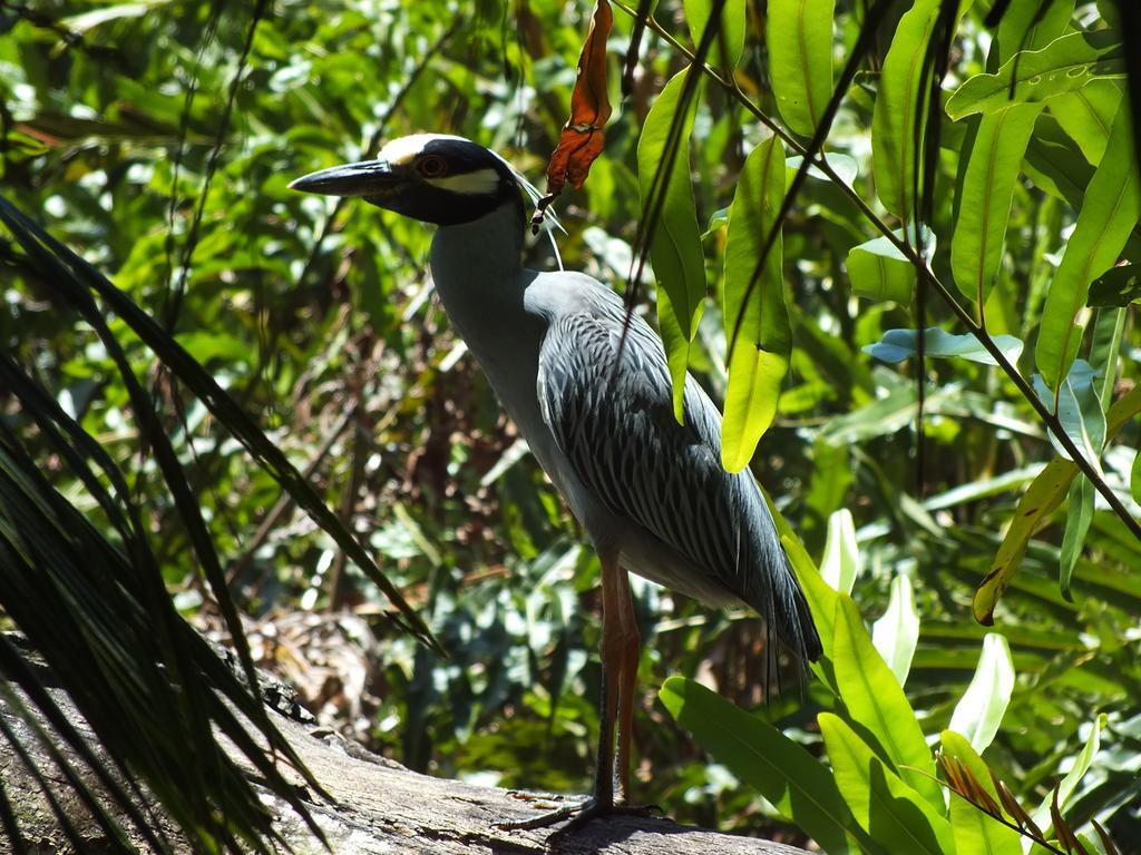 Cabinas Caribe Luna Cahuita Esterno foto