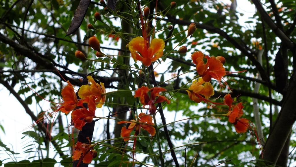 Cabinas Caribe Luna Cahuita Esterno foto